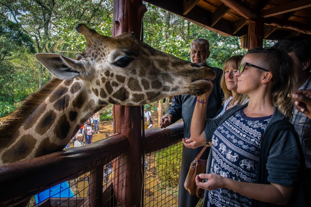 A Guide to Nairobi: Giraffes, Elephants and&nbsp;Airbnbs
